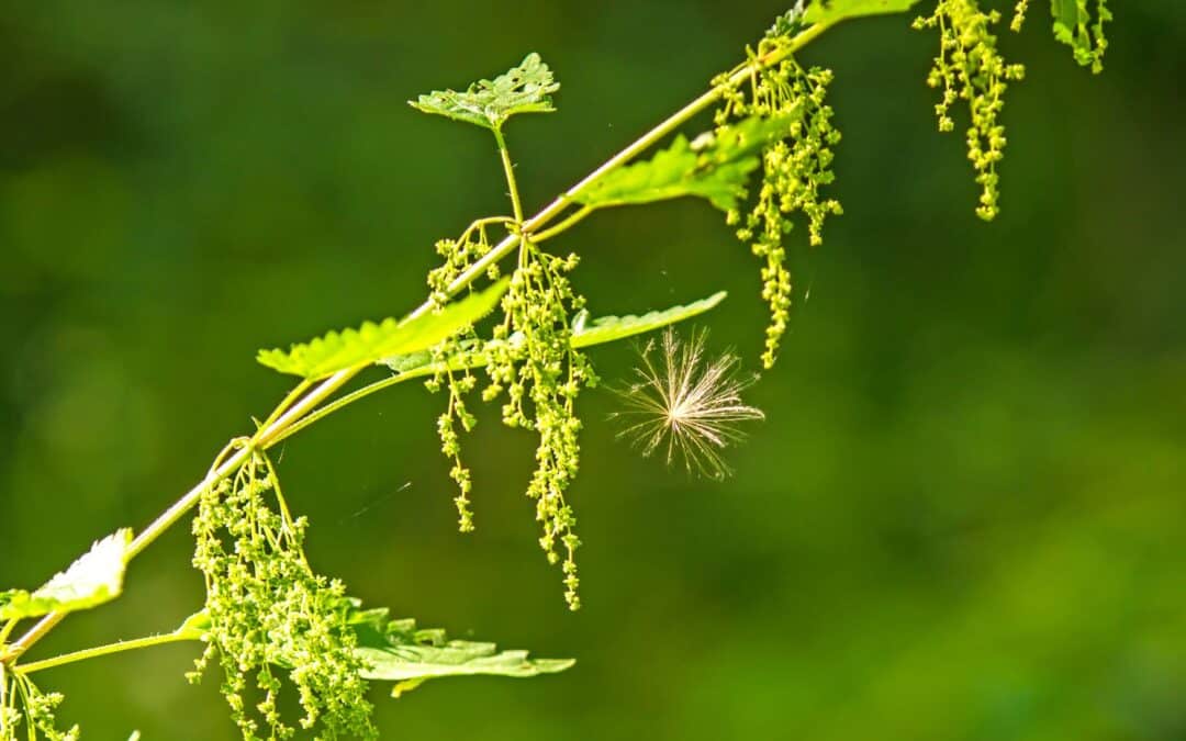 Brennesselsamen – ein heimisches Superfood