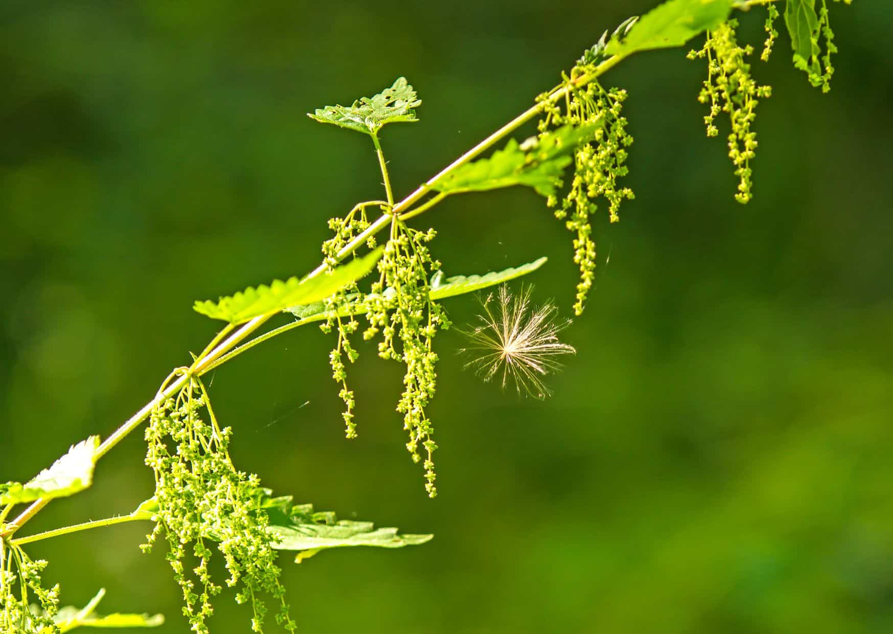 Brennesselsamen – ein heimisches Superfood