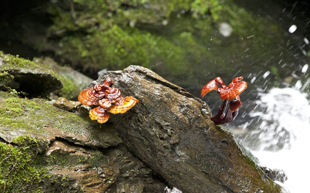 Reishi – DER IMMUNBOOSTER der Stunde
