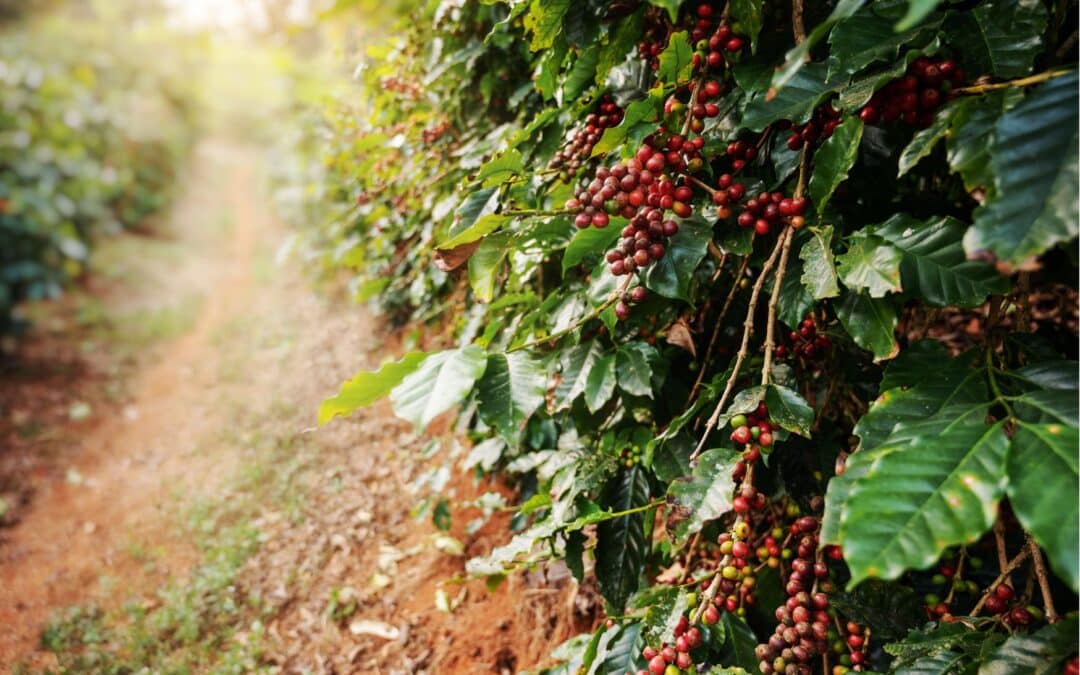 DETOX –                               Hinter der Kaffee Kulisse